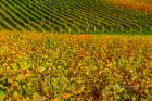 vignes